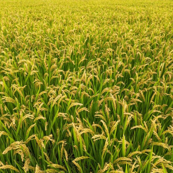Rice field 600x600