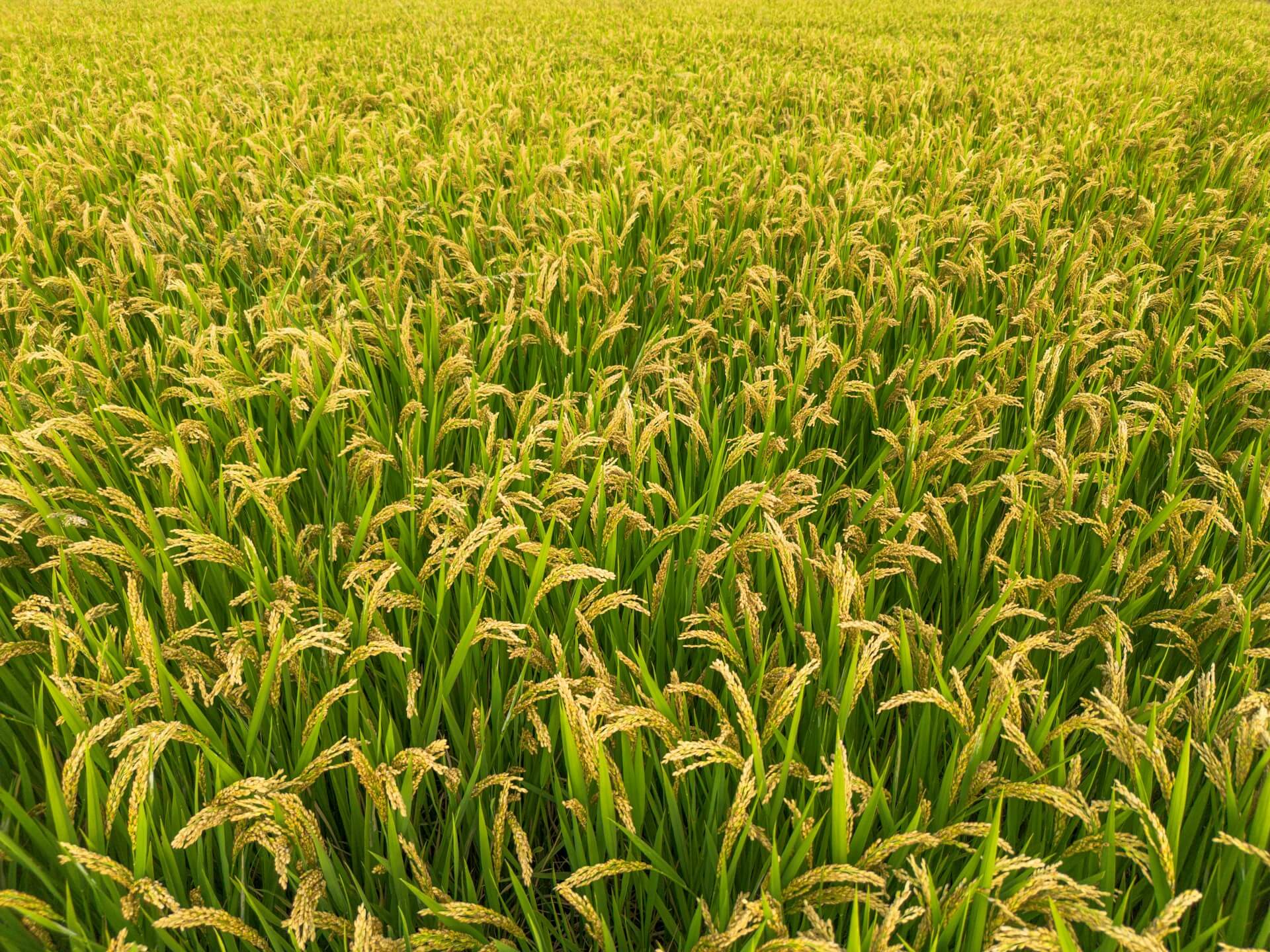 Rice field